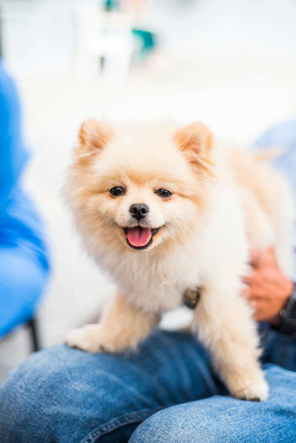 Pomeranian puppy standing on its owner's lap
